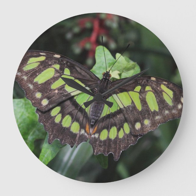 Siproeta stelenes large clock (Front)