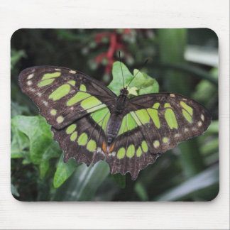 Siproeta stelenes mouse pad