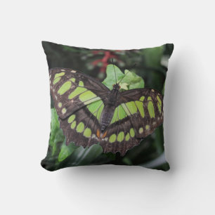 Siproeta stelenes throw pillow
