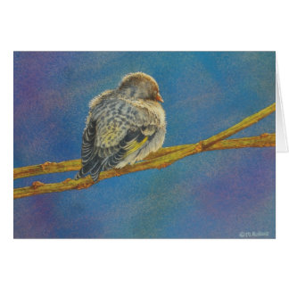 Siskin Siesta Cards