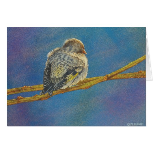 Siskin Siesta Cards (Front Horizontal)