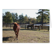 Sissy Mule Card (Front Horizontal)