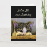 Sister can't Hide It's your Birthday Cute Kitten Card<br><div class="desc">Sister,  It's your Birthday and no you can't hide from it.   Have a Happy Birthday!   Cute scared looking kitten</div>