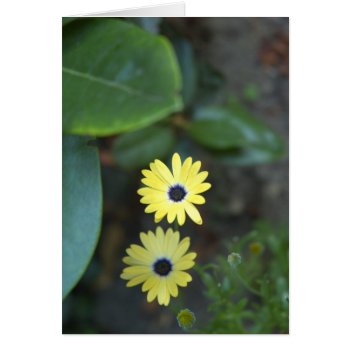 Sisters In The Garden Blank Inside Card by shotwellphoto at Zazzle