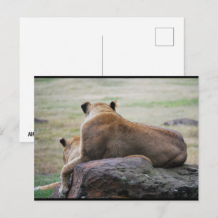 Sisters of the Savannah Postcard