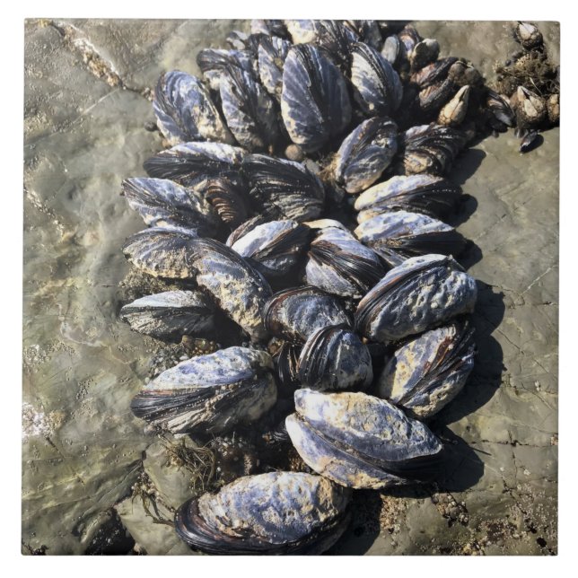 Sisters Rock State Park, Oregon Coast Ceramic Tile (Front)