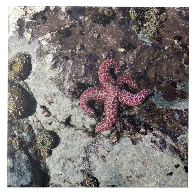 Sisters Rock State Park, Oregon Coast Ceramic Tile (Front)