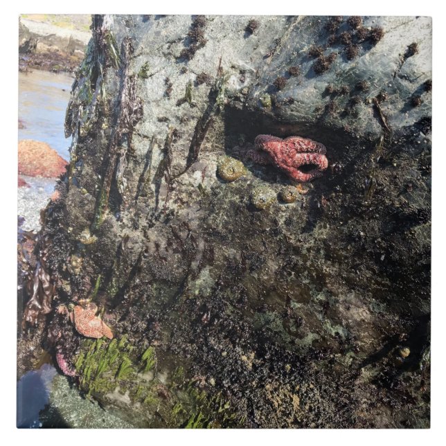 Sisters Rock State Park, Oregon Coast Ceramic Tile (Front)