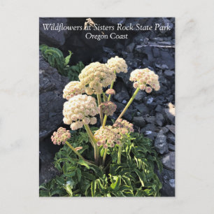 Sisters Rock State Park, Oregon Coast Postcard