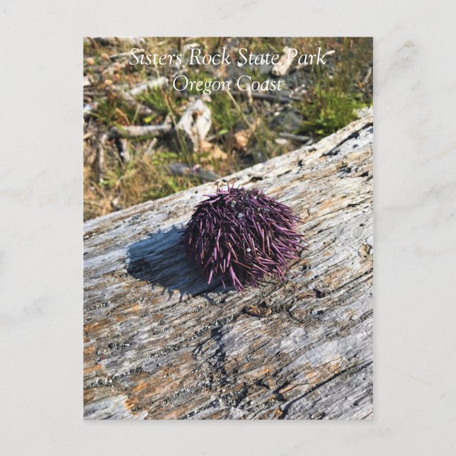 Sisters Rock State Park, Oregon Coast Postcard (Front)