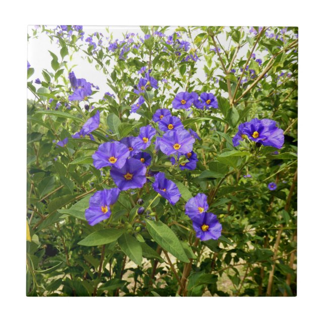 Sisyrinchium Angustifolium Ceramic Tile (Front)