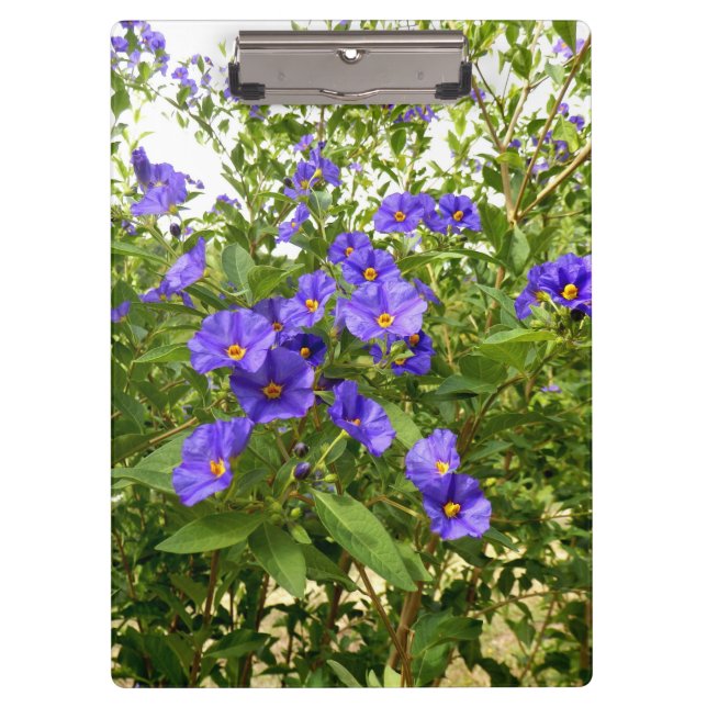 Sisyrinchium Angustifolium Clipboard (Front)