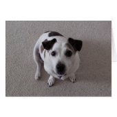 Sit Dog (Front Horizontal)