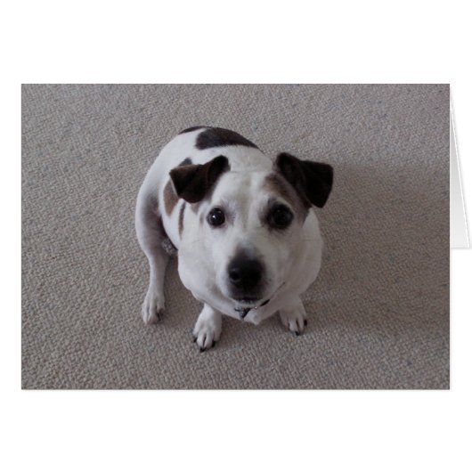 Sit Dog (Front Horizontal)