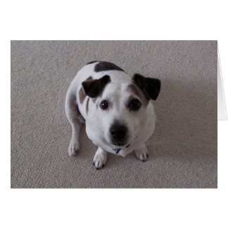 Sit Dog Cards