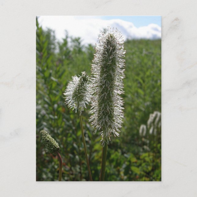 Sitka Great Burnet, Unalaska Island Postcard (Front)