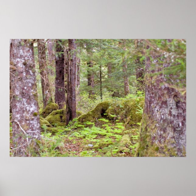 Sitka Rain Forest Poster (Front)