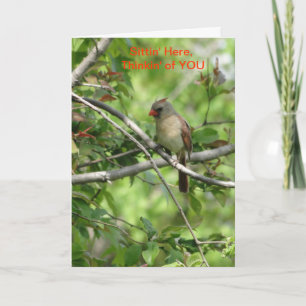 Sittin' Here, Female Cardinal Card