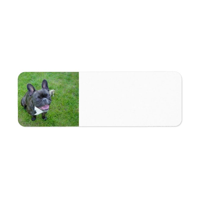 sitting 2 french bulldog label (Front)