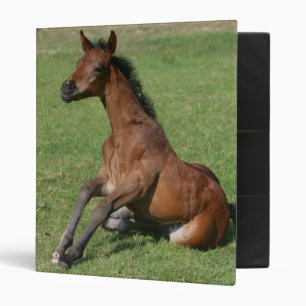 Sitting Arab Foal 3 Ring Binder