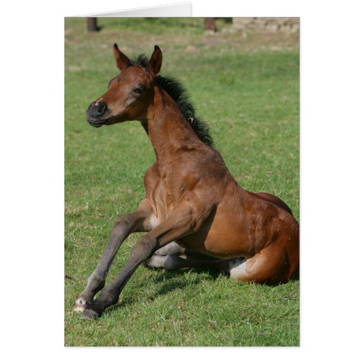 Sitting Arab Foal Cards (Front)