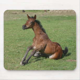 Sitting Arab Foal Mouse Pad