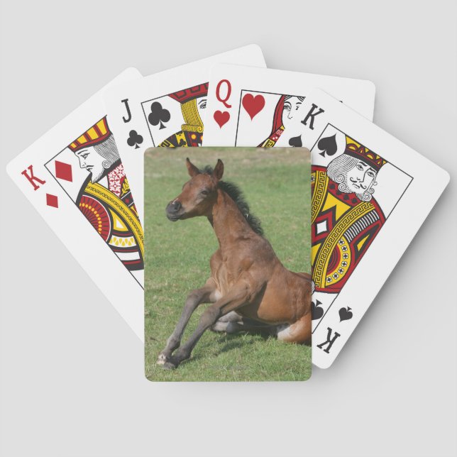 Sitting Arab Foal Poker Cards (Back)