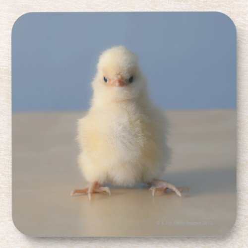 Sitting Baby Yellow Chicken 3 days old Coaster