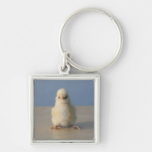 Sitting Baby Yellow Chicken, 3 days old Keychain