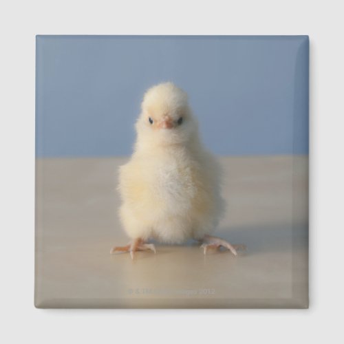 Sitting Baby Yellow Chicken 3 days old Magnet