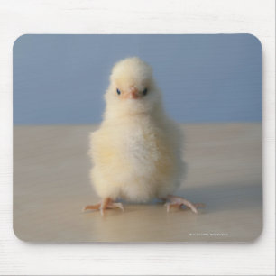 Sitting Baby Yellow Chicken, 3 days old Mouse Pad