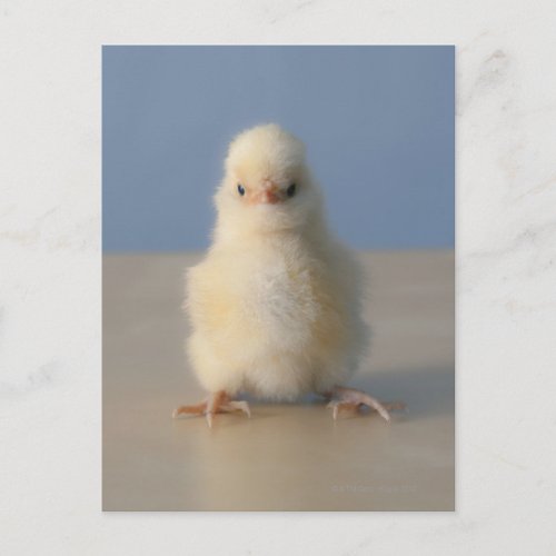 Sitting Baby Yellow Chicken 3 days old Postcard