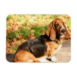 Sitting Basset Hound  Flexible Magnet