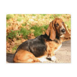 Sitting Basset Hound  Postcard