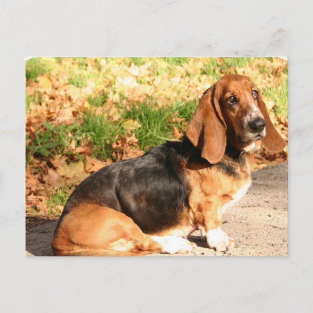 Sitting Basset Hound  Postcard (Front)