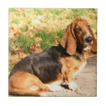 Sitting Basset Hound  Tile