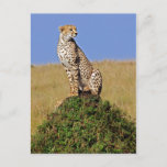 Sitting Cheetah Postcard at Zazzle
