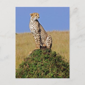 Sitting Cheetah Postcard by DavidSalPhotography at Zazzle