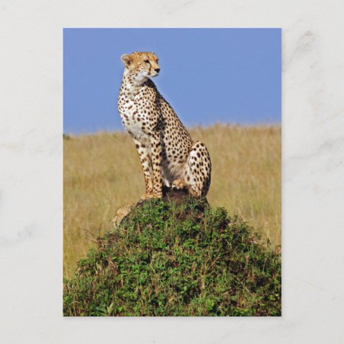 Sitting Cheetah Postcard