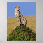 Sitting Cheetah Poster at Zazzle