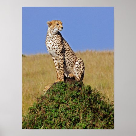 Sitting Cheetah Poster