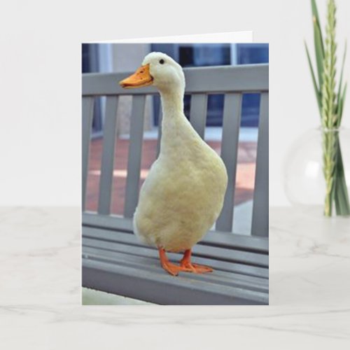 SITTING DUCK says MISSING YOU BOO HOO Card