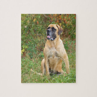 Sitting English Mastiff dog puzzle