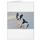 sitting french bulldog (Front)