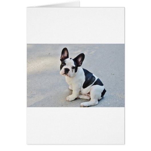 sitting french bulldog cards (Front)