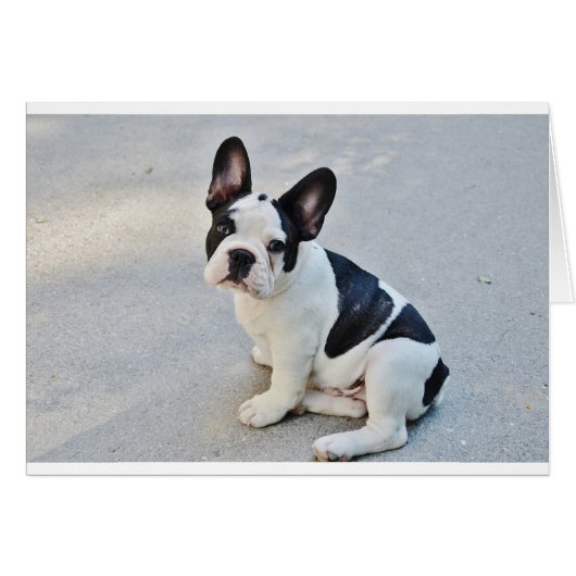 sitting french bulldog cards (Front Horizontal)
