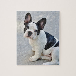 sitting french bulldog jigsaw puzzle