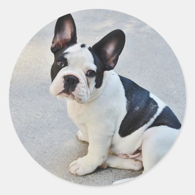 sitting french bulldog sticker (Front)