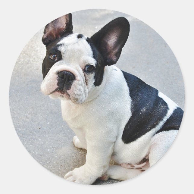 sitting french bulldog sticker (Front)