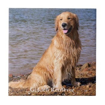 Sitting Golden Retriever Ceramic Tile by artinphotography at Zazzle
